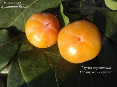Diospyros virginiana1
